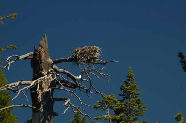 eagle's nest 